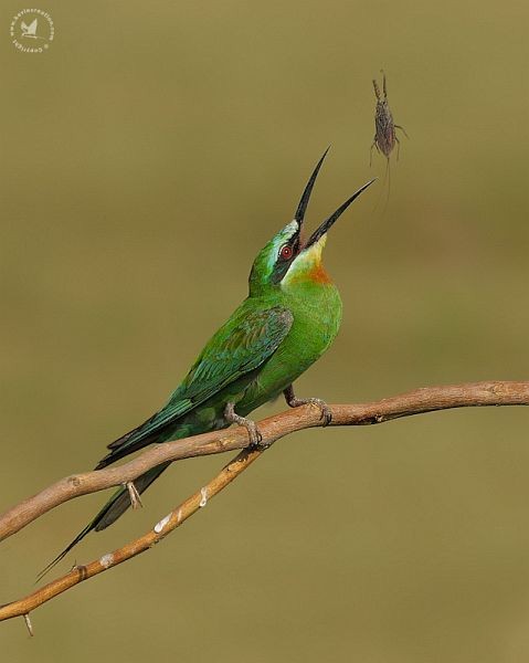 Blue-cheeked Bee-eater - ML378309191