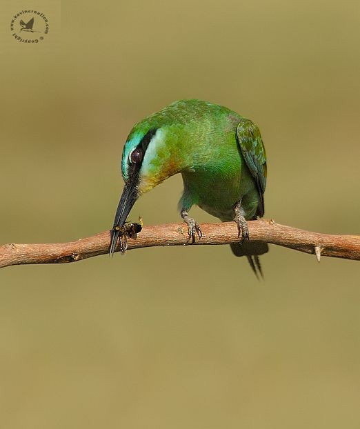 Blue-cheeked Bee-eater - ML378309261