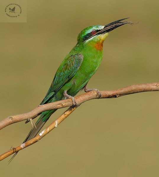 Blue-cheeked Bee-eater - ML378309271