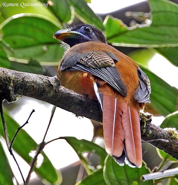 trogon filipínský - ML378309281