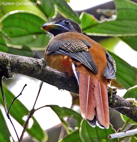 Philippine Trogon - ML378309281