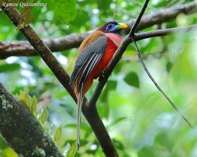 Philippine Trogon - ML378309301