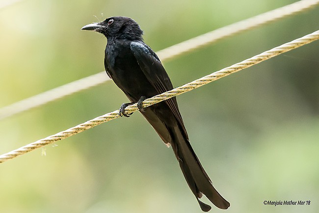 Andaman Drongo - ML378309931