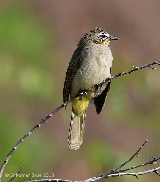 White-browed Bulbul - ML378310171