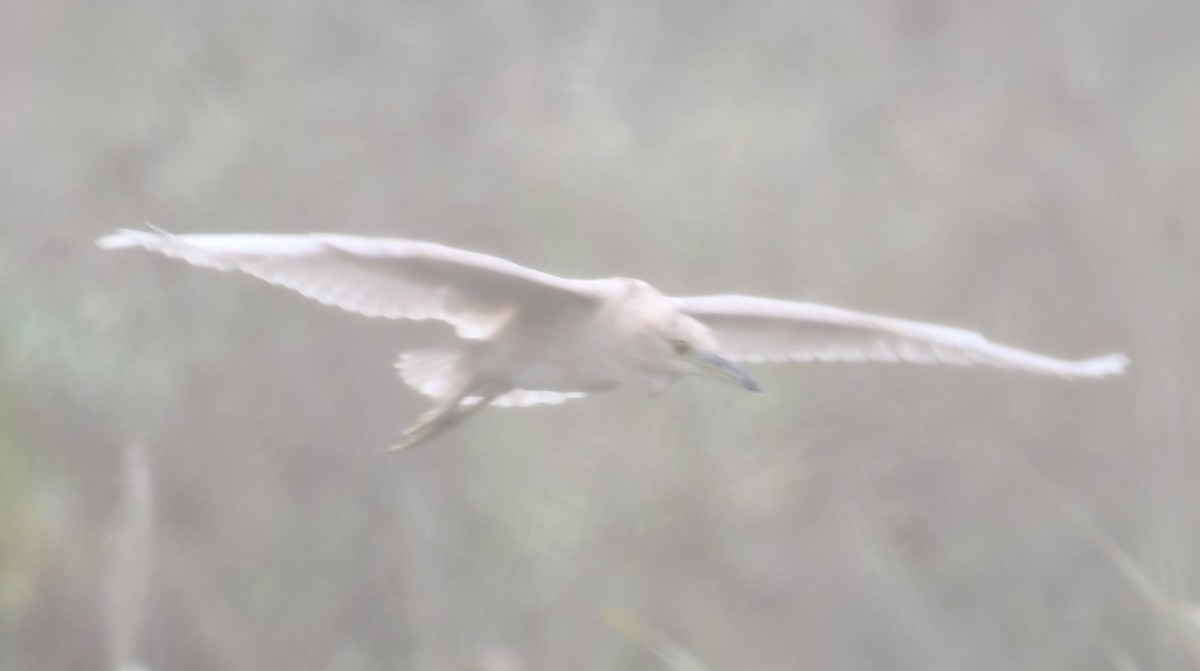 Black-crowned Night Heron - ML378310351