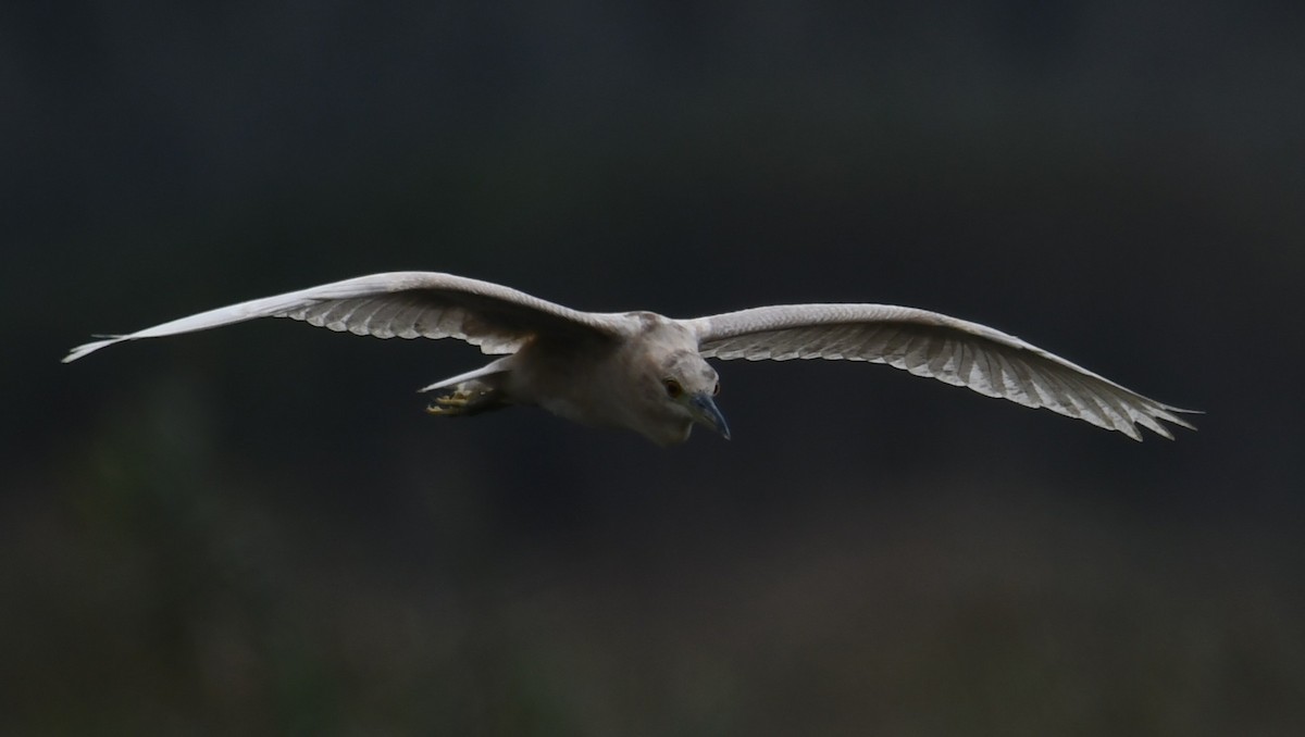 Black-crowned Night Heron - 張 俊章