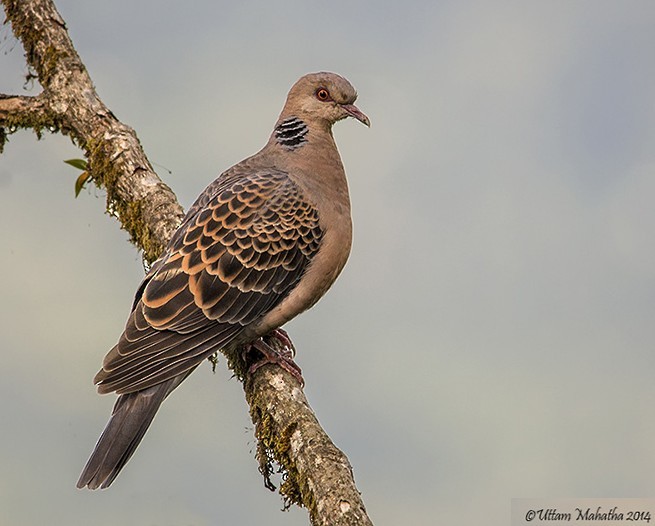 Oriental Turtle-Dove - ML378310511