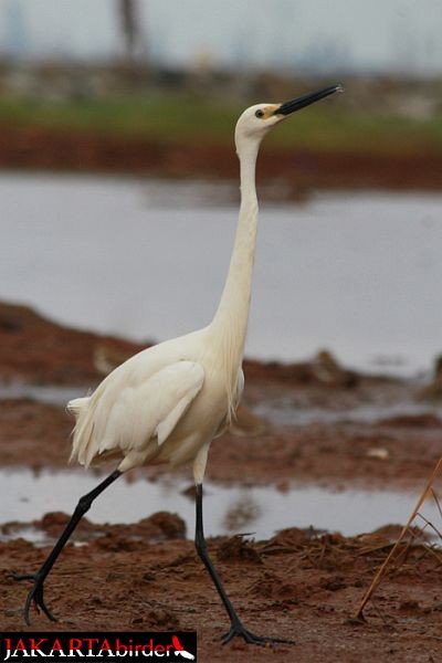 Little Egret (Australasian) - Boas Emmanuel