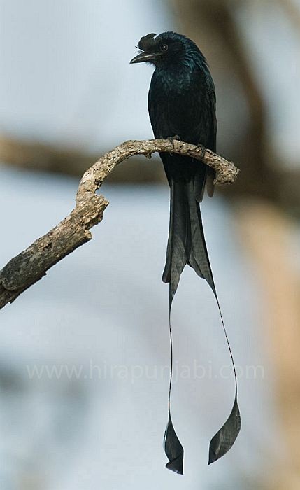 Greater Racket-tailed Drongo - HIRA PUNJABI