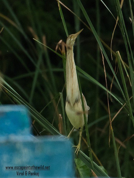 Yellow Bittern - ML378312161