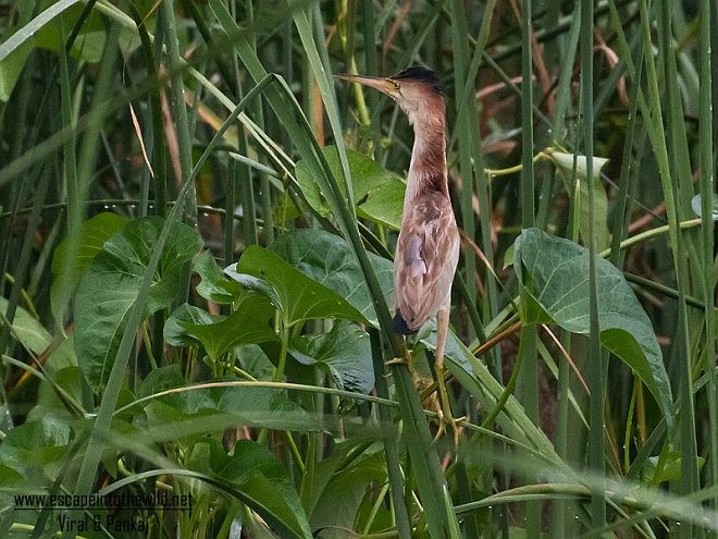 Yellow Bittern - ML378312181