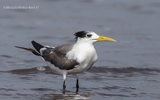 Great Crested Tern - ML378312451