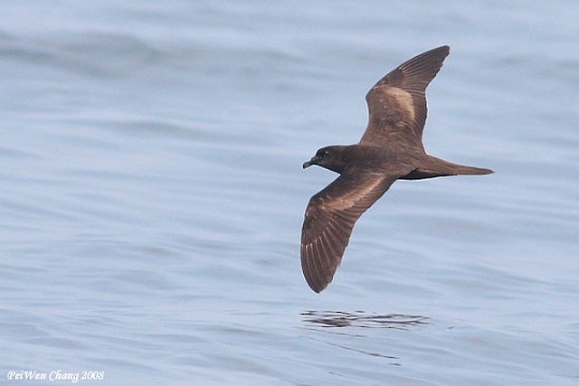 Bulwer's Petrel - ML378312461