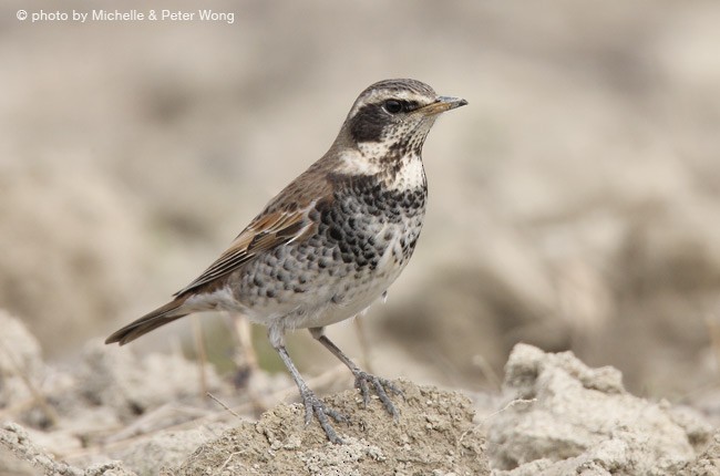 Dusky Thrush - ML378313001