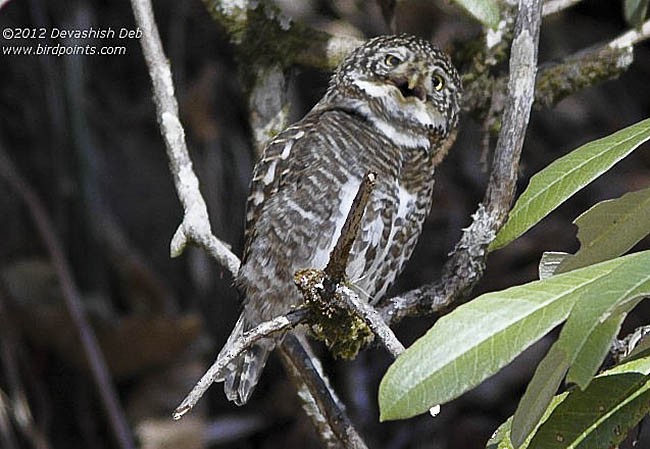 Collared Owlet - Devashish Deb