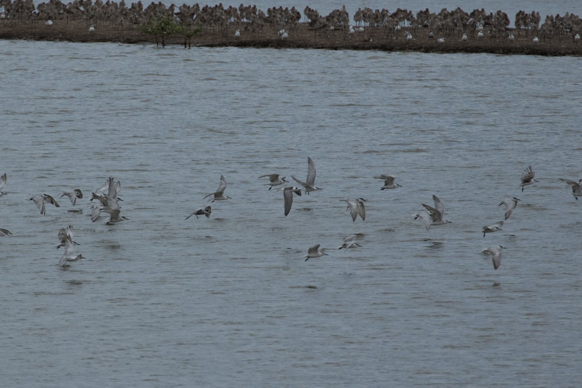 White-winged Tern - ML378314001