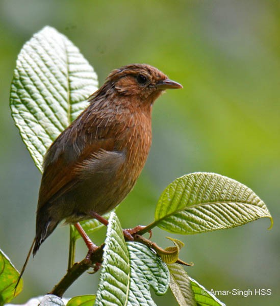Streaked Laughingthrush - ML378314121