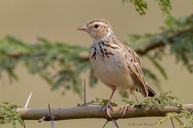 Indian Bushlark - AVINASH BHAGAT