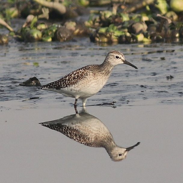 Wood Sandpiper - ML378315351