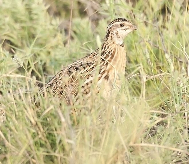 Common Quail - ML378315491