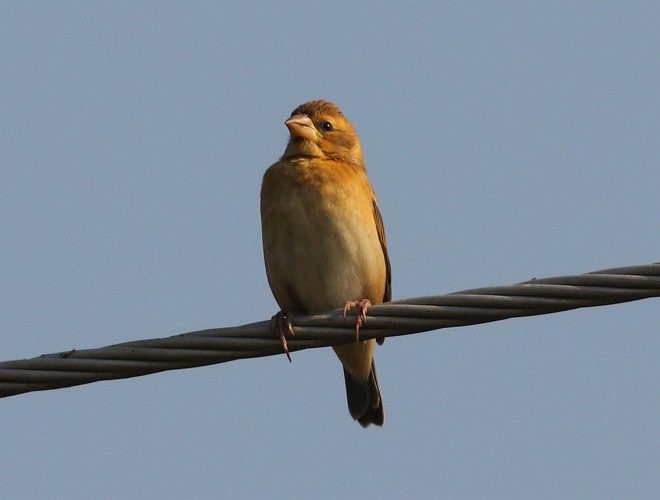 Baya Weaver - ML378315521