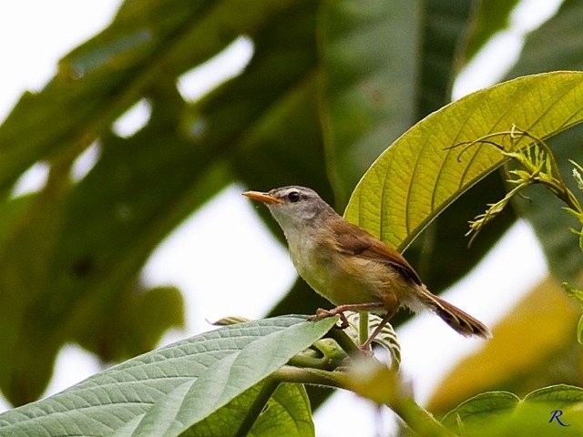Rufescent Prinia - ML378315821