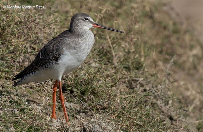 Spotted Redshank - Manjula Mathur