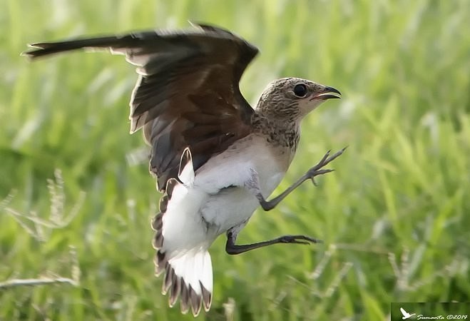 Ухаа хөгт - ML378316311