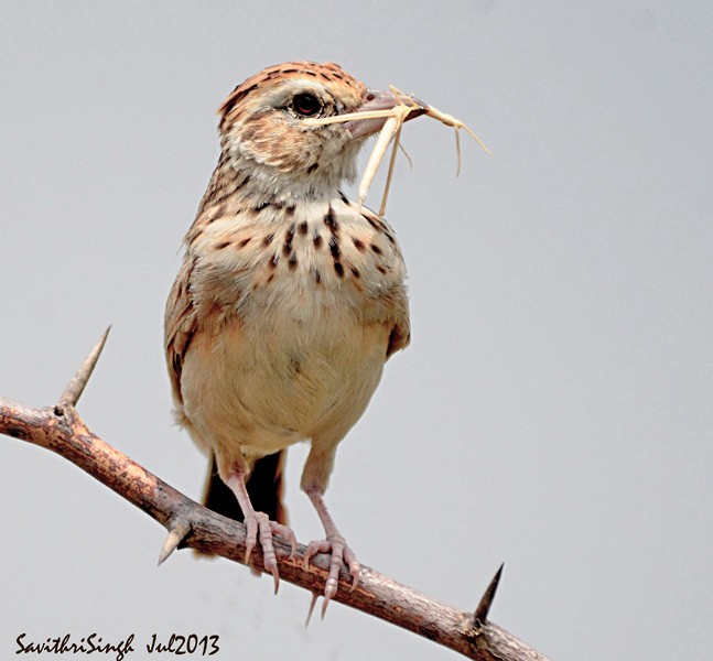 Indian Bushlark - ML378317201