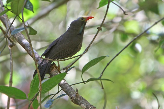 Bare-headed Laughingthrush - ML378318181