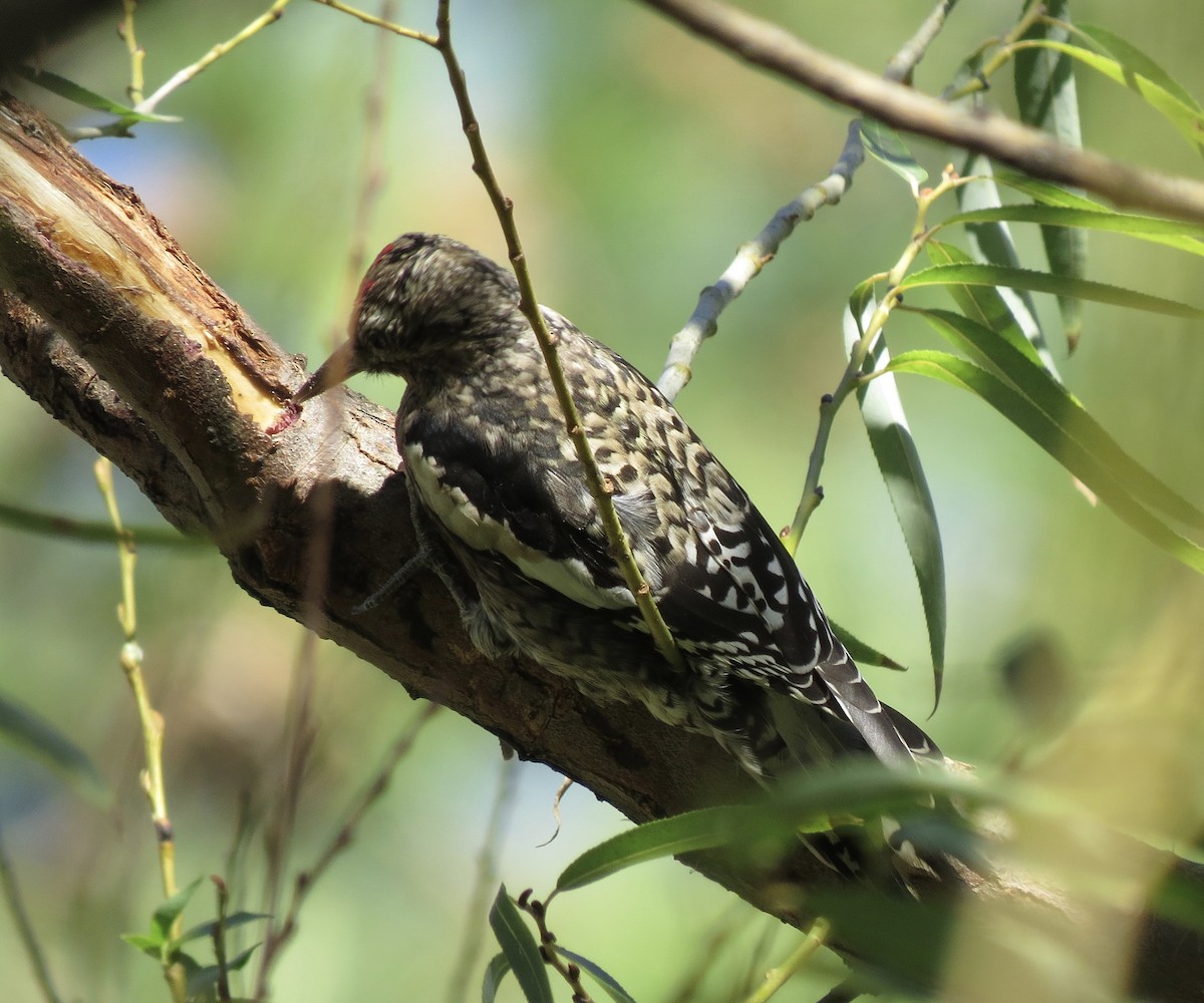 Yellow-bellied Sapsucker - Roger Woodruff