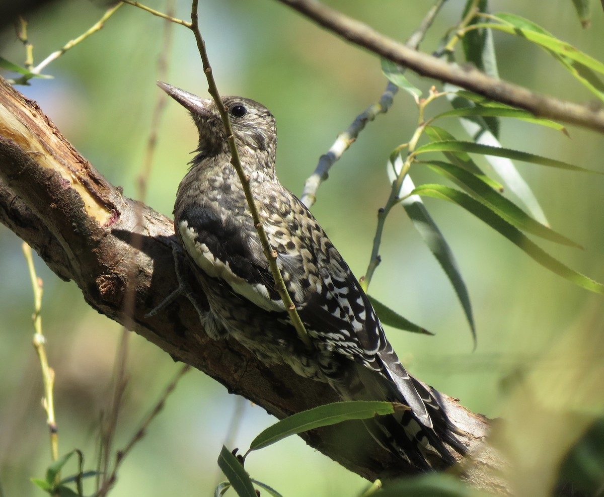 Yellow-bellied Sapsucker - Roger Woodruff