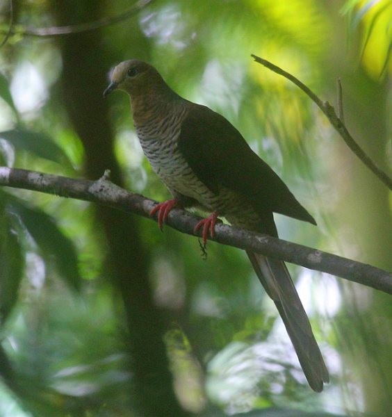 Sultan's Cuckoo-Dove (Sulawesi) - ML378318821