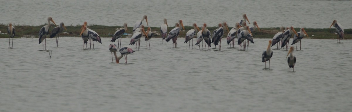 Painted Stork - ML378318861