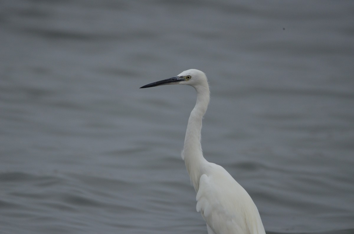 Little Egret - ML378318961