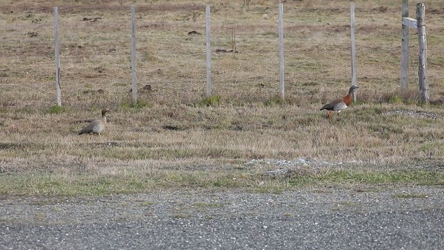 Ruddy-headed Goose - ML378319491