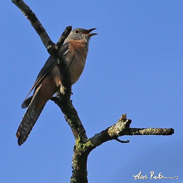 kukačka pískavá (ssp. sepulcralis/everetti) - ML378319571