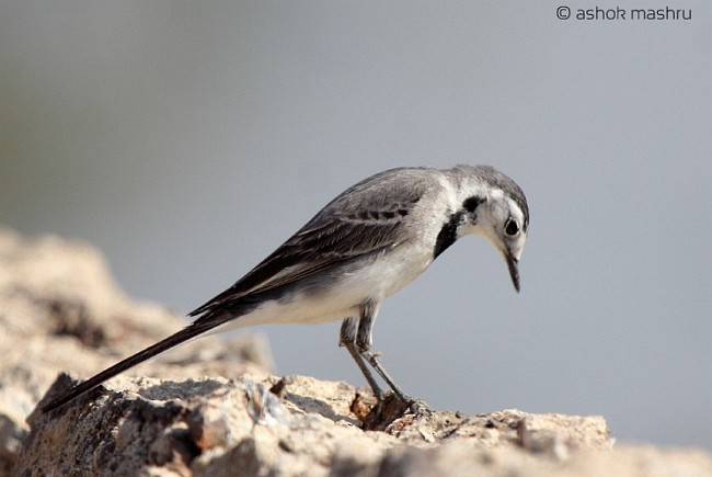 White Wagtail - ML378320501