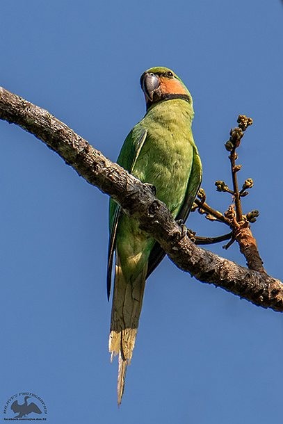 Uzun Kuyruklu Yeşil Papağan (tytleri) - ML378321311