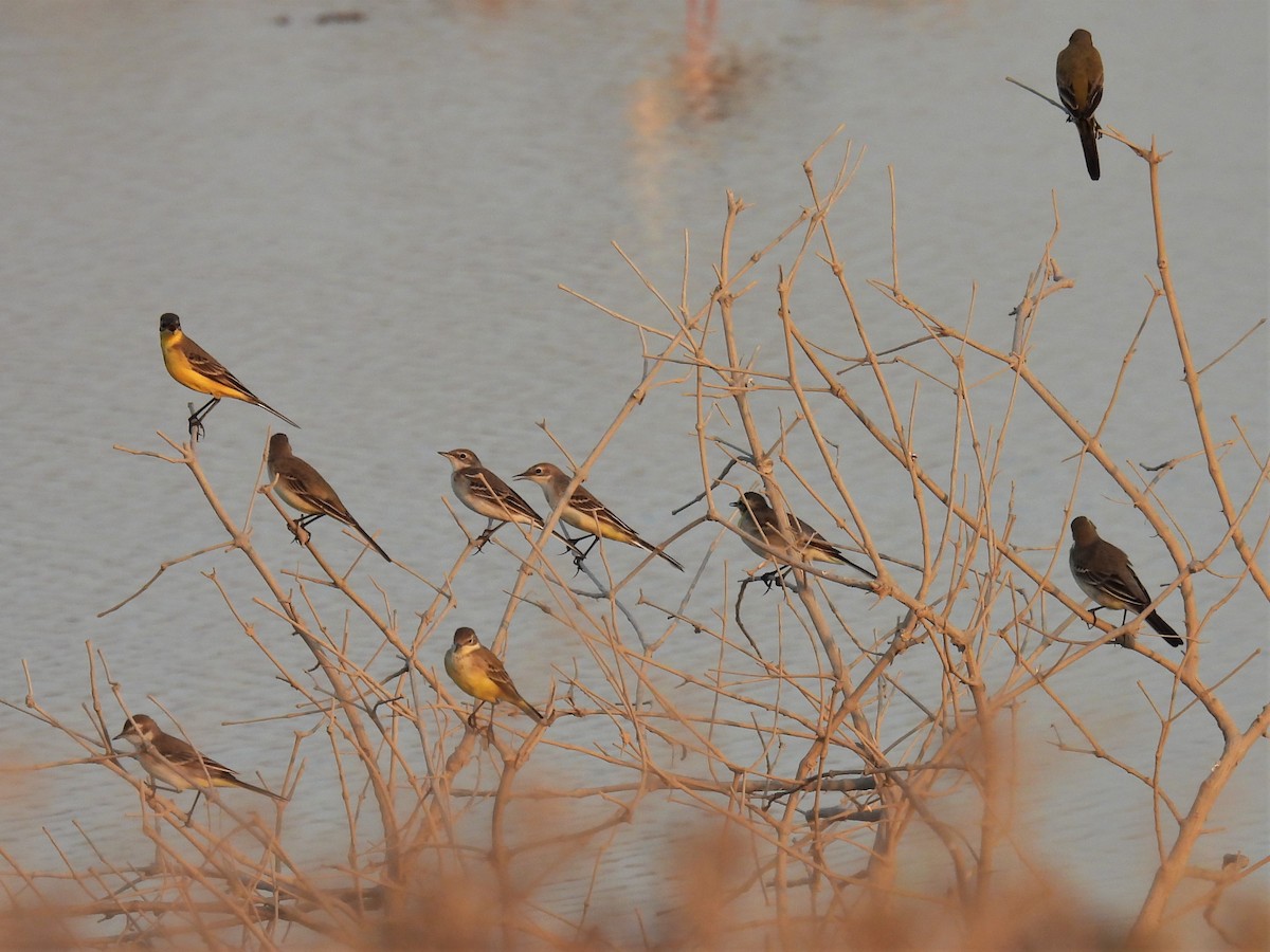 Western Yellow Wagtail (flava/beema) - ML378321401