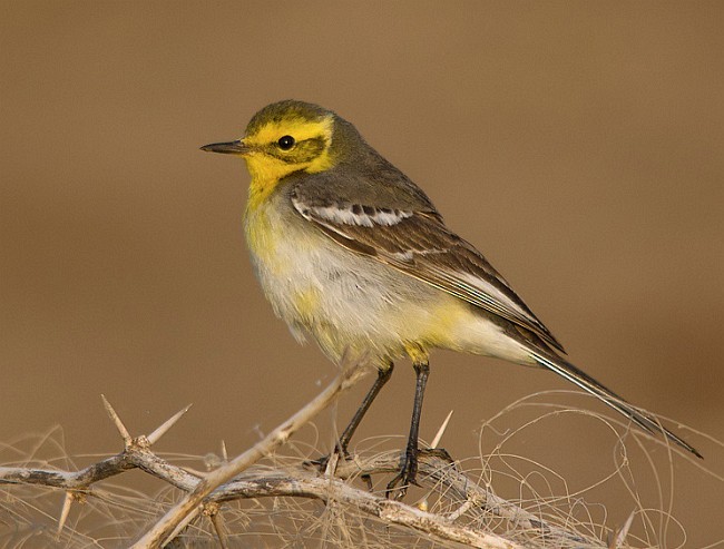 sitronerle - ML378321681