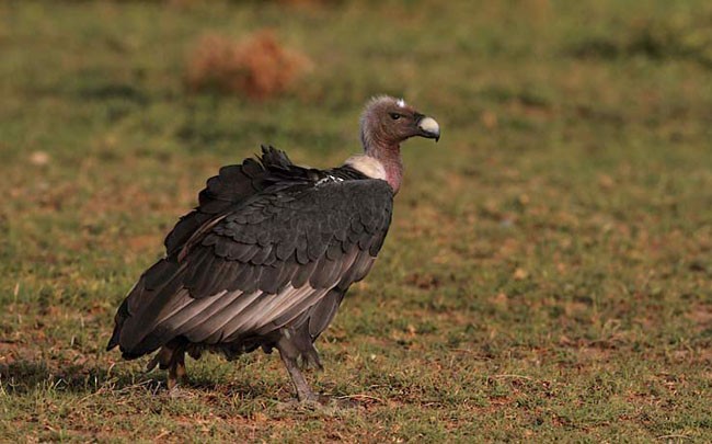 White-rumped Vulture - Gobind Sagar Bhardwaj