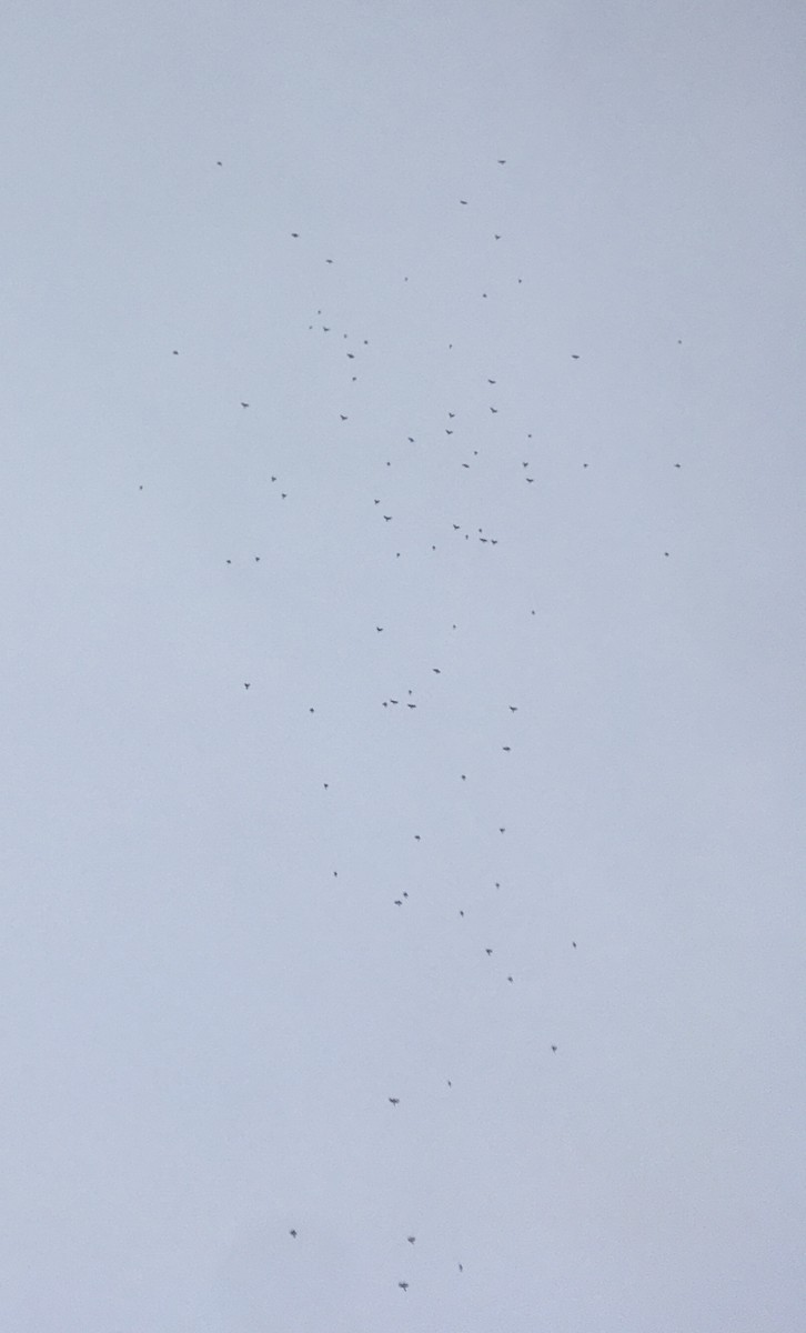 Blue Jay - ML378324661