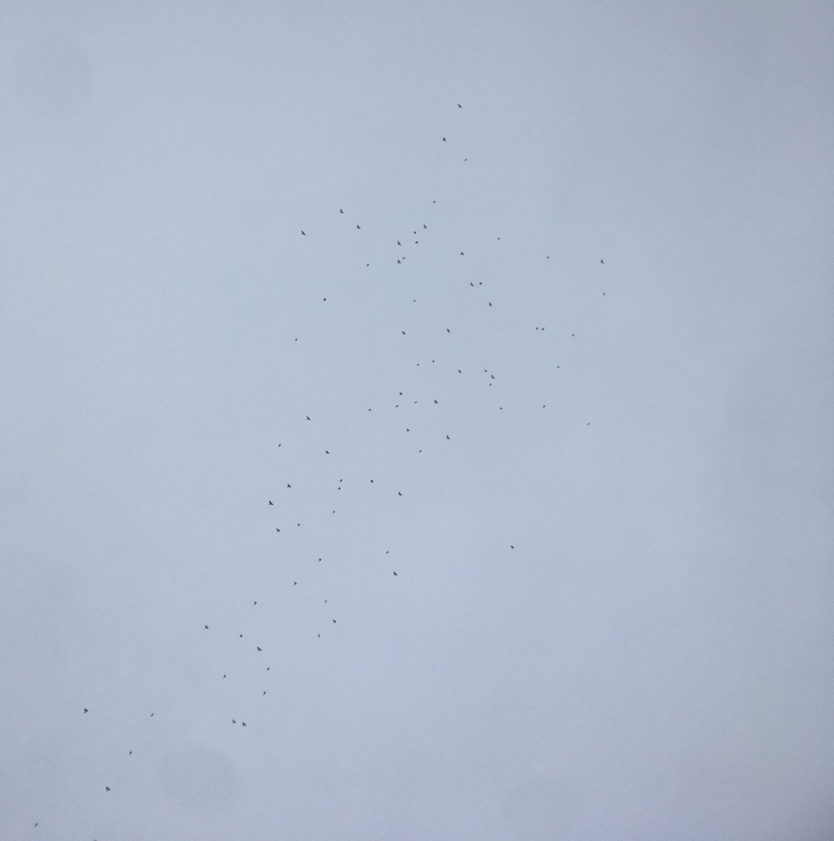 Blue Jay - ML378324671