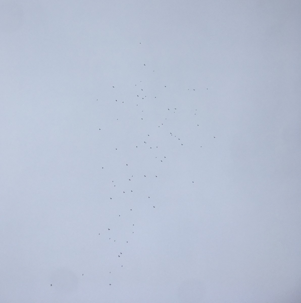 Blue Jay - ML378324681