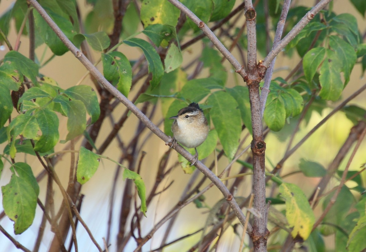 Marsh Wren - ML378325201