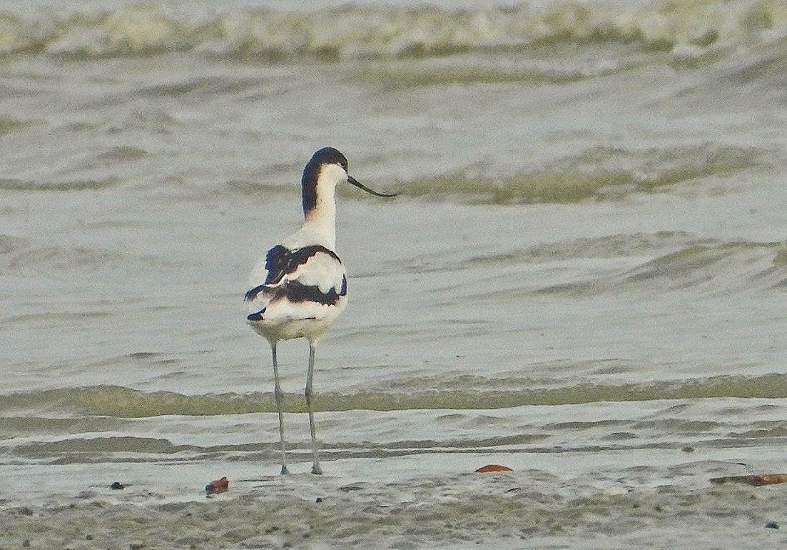 Avocette élégante - ML378328151