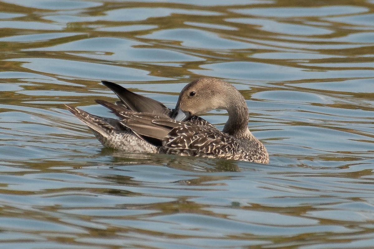 Northern Pintail - ML378328171