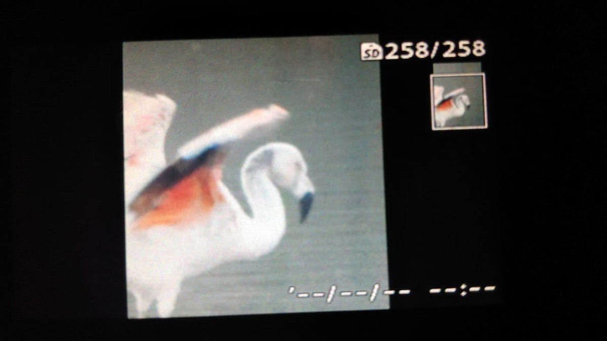 Chilean Flamingo - ML378328681