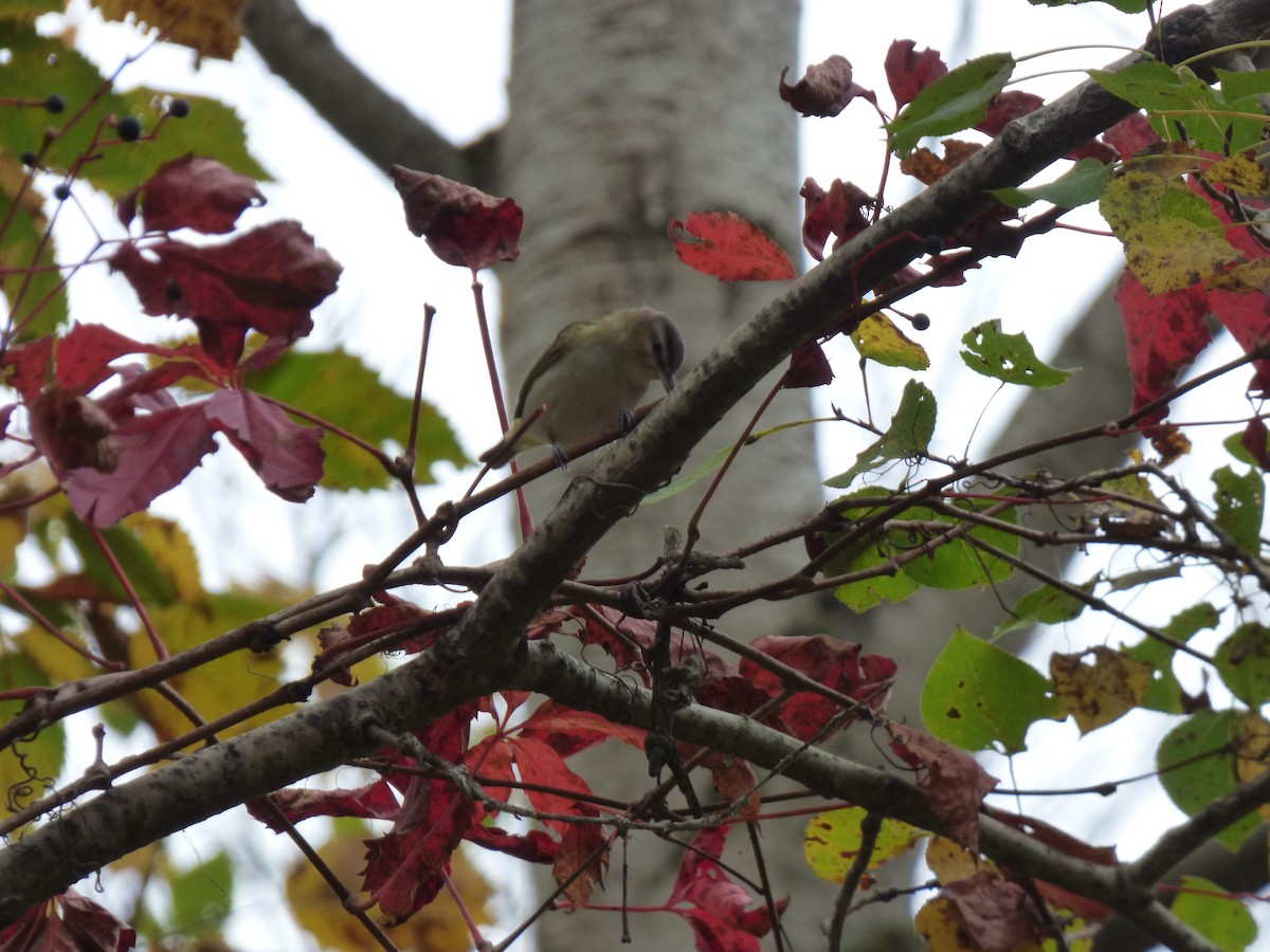 Red-eyed Vireo - ML378329031